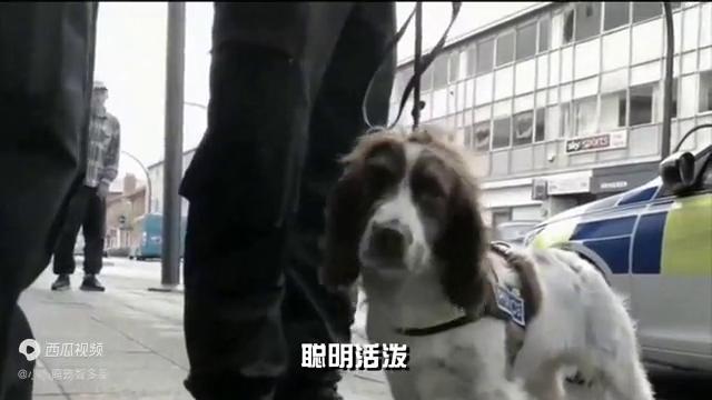 阿富汗猎犬多少钱一只,阿富汗犬的外貌特征