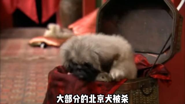 有多少养过北京犬京巴的家人们，出来暴露一下年龄#京巴