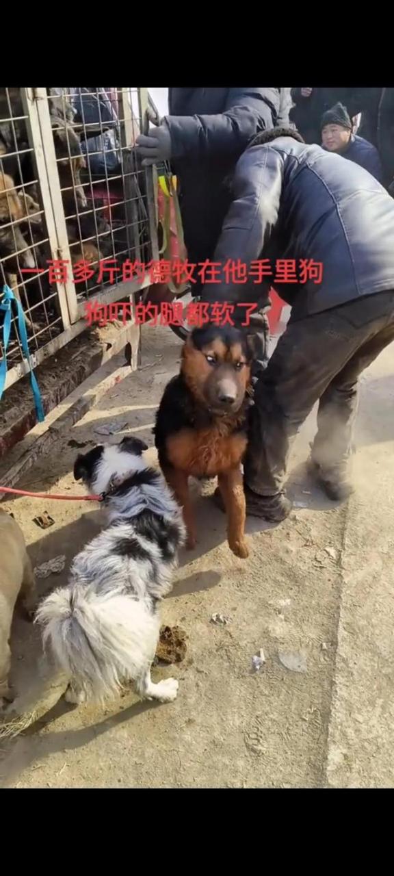 00来斤的德牧犬，被主人六七百元的价格卖给狗贩子，竟毫不心疼"