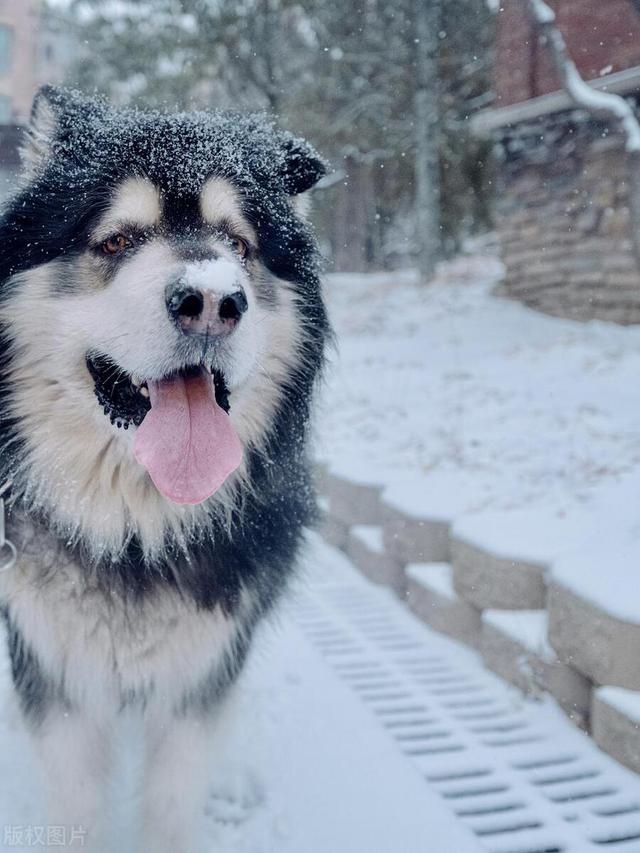 宠物狗系列之阿拉斯加雪橇犬