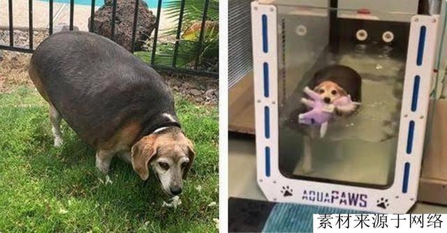 比格犬胖成“球”，重达80斤，被主人抛弃，励志减肥后，粉丝过万