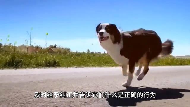 圣伯纳犬！