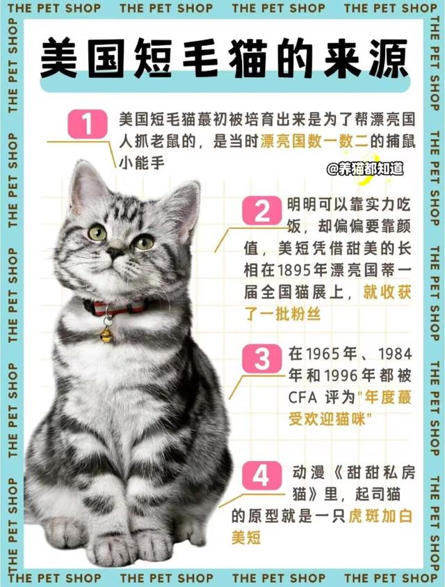 猫咪品种图鉴——美短猫 _ 皮实拆家王