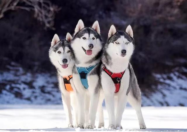 俄罗斯名犬有哪些？这两种狗狗你肯定见过