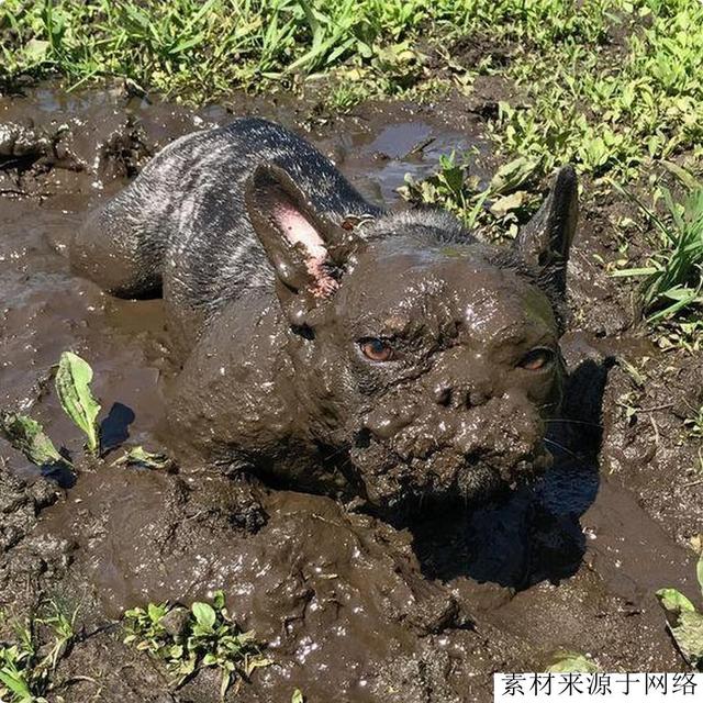 宠物犬价格都在降，为啥法牛不降反升，就因为这4点