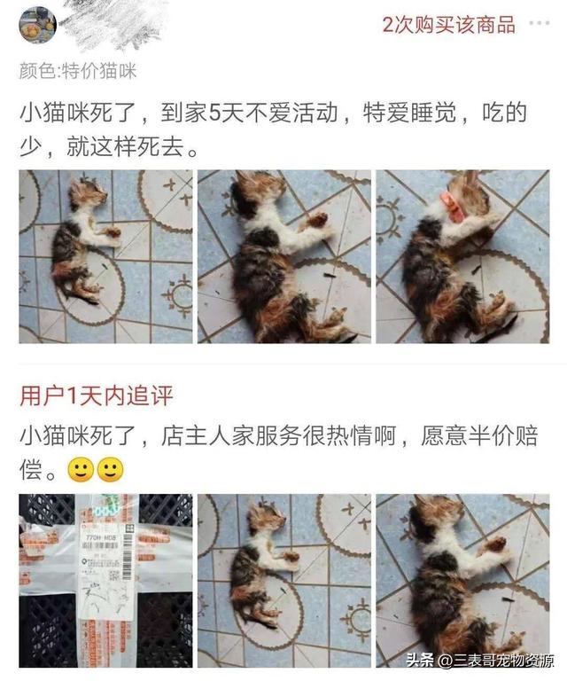 淘宝上买宠物猫安全吗_宠物博主三表哥分享找到靠谱卖家的方法