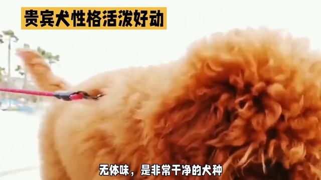 贵宾犬：性格活泼好动，极为聪明，易于训练，对主人十分忠诚