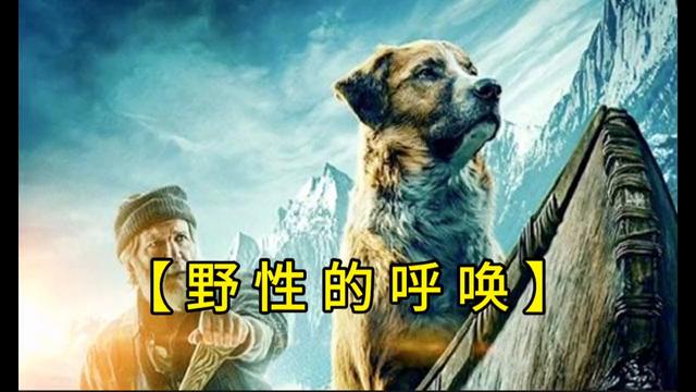 这是我见过最帅气的圣伯纳犬了，你们敢信？ #野性的呼唤