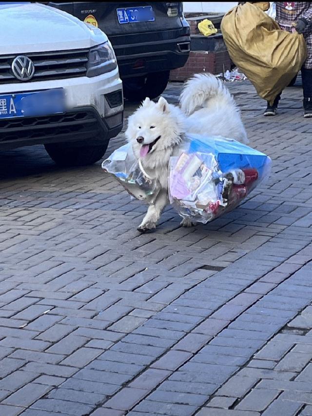 陪奶奶捡垃圾的萨摩耶，身价竟高达6千，原来是打工少爷啊！