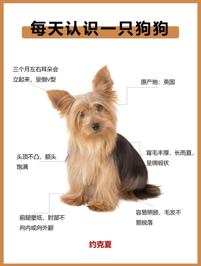 犬种图鉴-约克夏-约克郡梗（仙女狗狗）