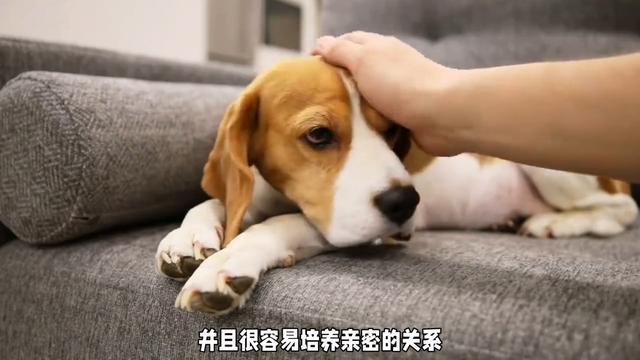 茶杯犬：小巧可爱的小型犬种，拥有活泼、友善、热情的性格