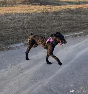 北京市房山区8000寻找巨型贵宾犬