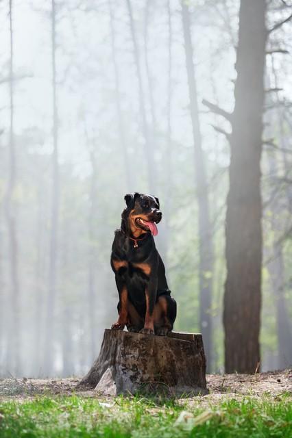 宠物狗系列之罗威纳犬