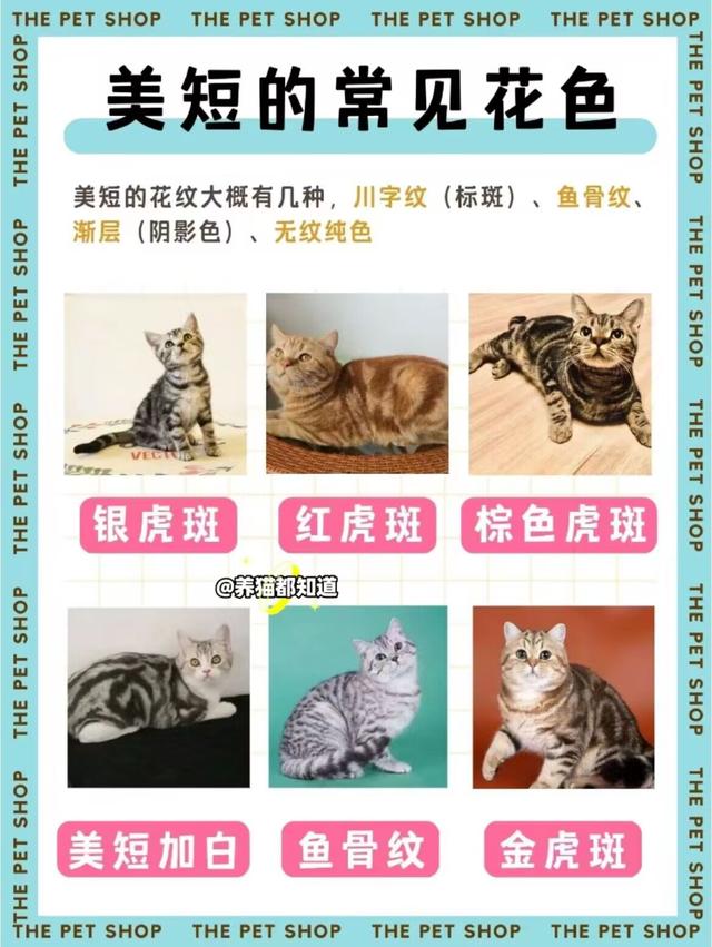 猫咪品种图鉴——美短猫 _ 皮实拆家王