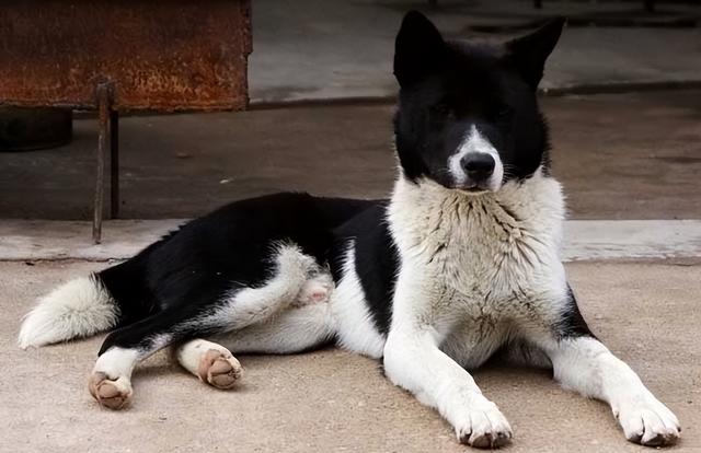 最常见的7种中华田园犬，你认识多少种？看完真是长见识了