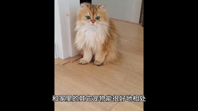 猫咪金吉拉的优点和缺点，你知道吗？