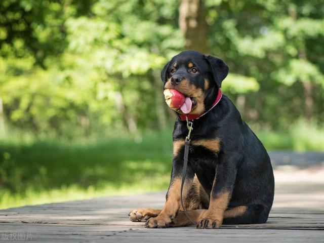 七大大型犬品种，看看你了解几个？