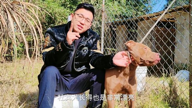 万元买的杜宾犬，一年后出售的价格泪目"