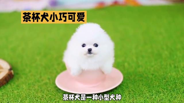 茶杯犬：小巧可爱的小型犬种，拥有活泼、友善、热情的性格