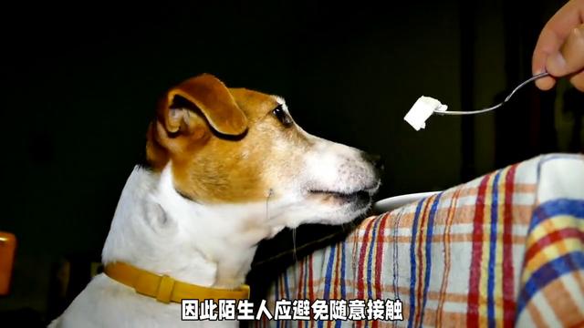 【宠物百科】大白熊犬的气质与品格