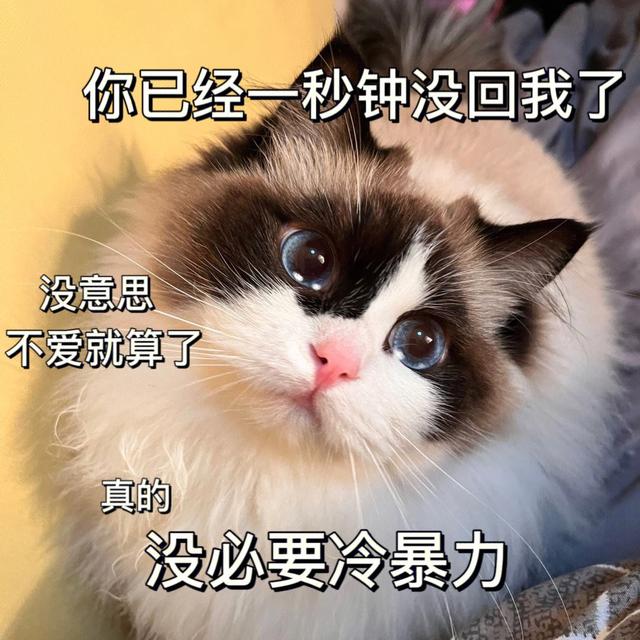 养了一只“布偶猫”后，中途我后悔了，原因心酸