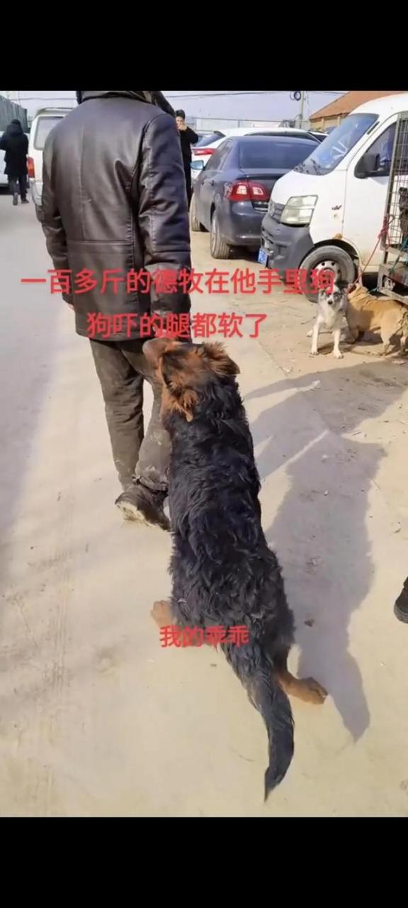 00来斤的德牧犬，被主人六七百元的价格卖给狗贩子，竟毫不心疼"