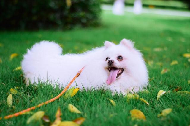 如果你也喜欢宠物博美犬狗狗，那么这些信息你可能感兴趣