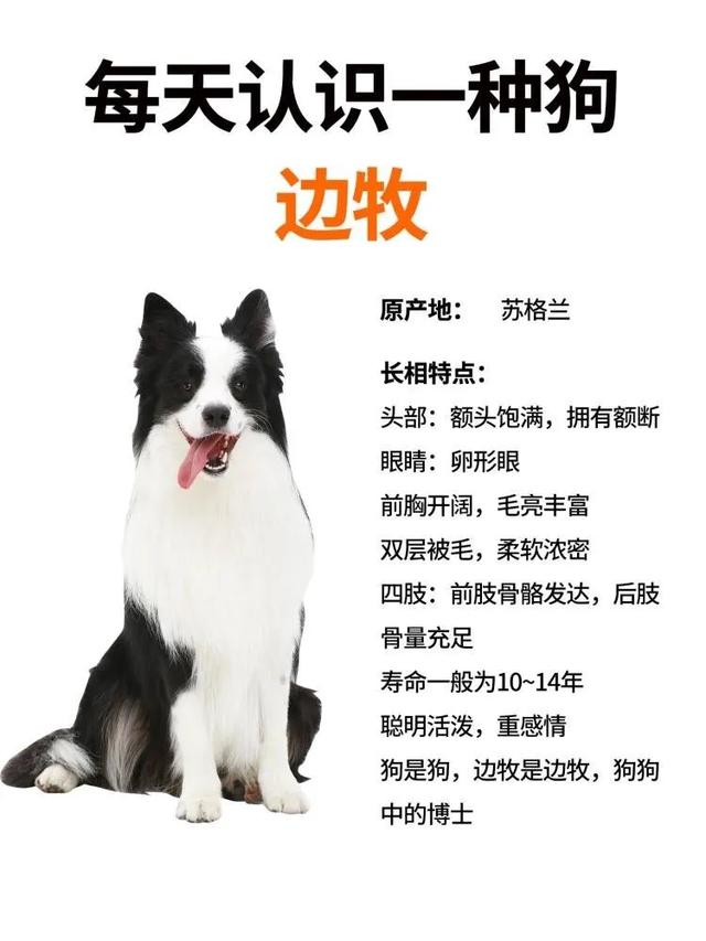 边境牧羊犬：优雅的优雅的牧羊精灵