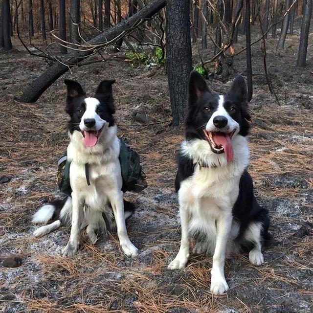 聪明又美丽的边境牧羊犬，为何成为养狗人士的新宠？