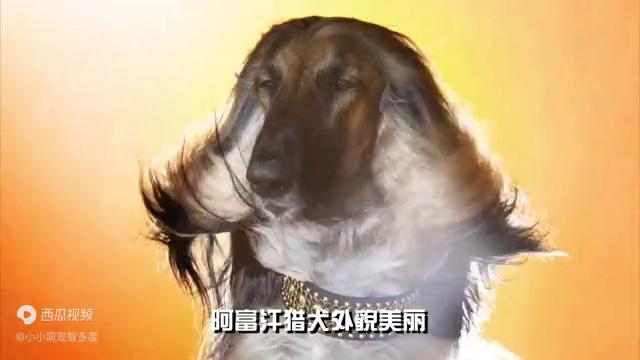 阿富汗猎犬多少钱一只,阿富汗犬的外貌特征