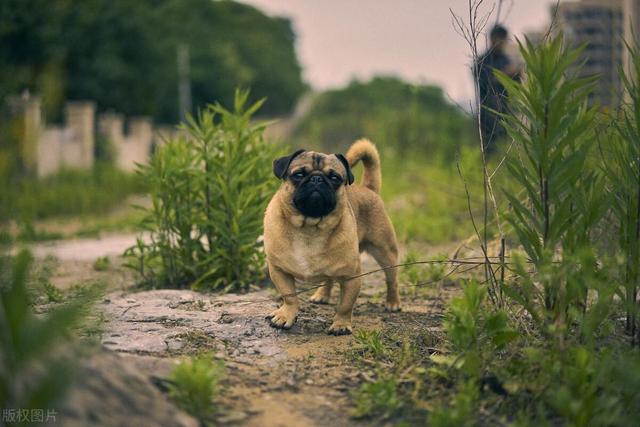 宠物狗系列之巴哥犬