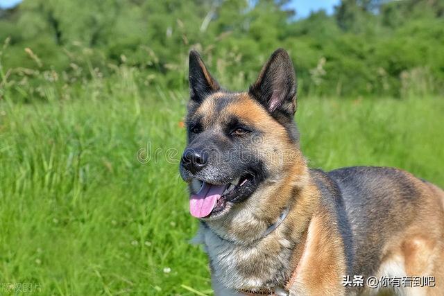 昆明犬的历史