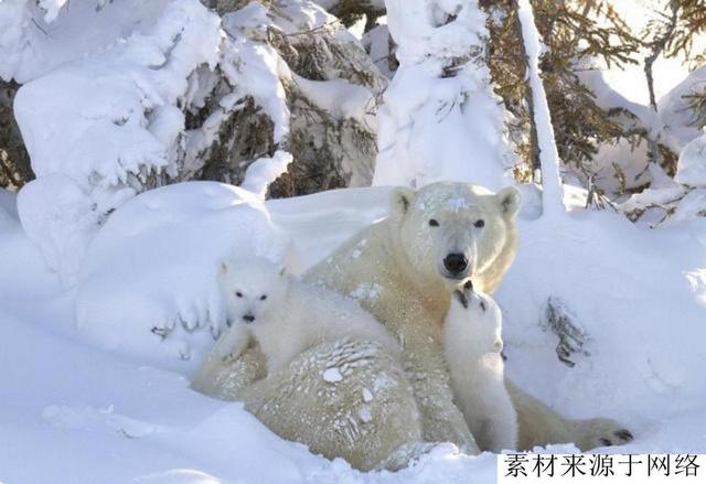 被誉为最“嚣张”的护卫犬，15世纪起就定居皇宫，已有千年历史