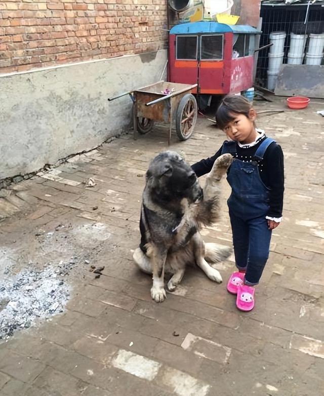 高加索犬养了一年，行为还像个小宝宝，主人心疼不已