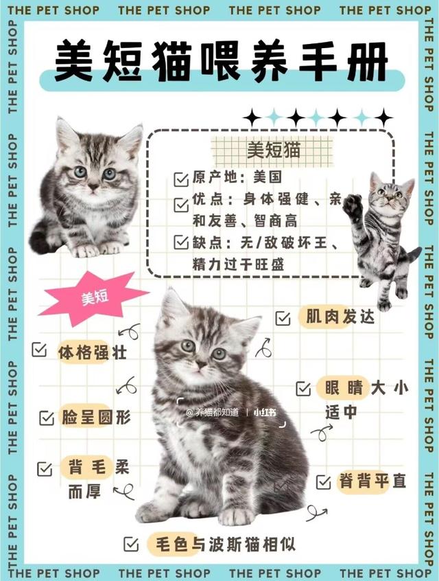 猫咪品种图鉴——美短猫 _ 皮实拆家王