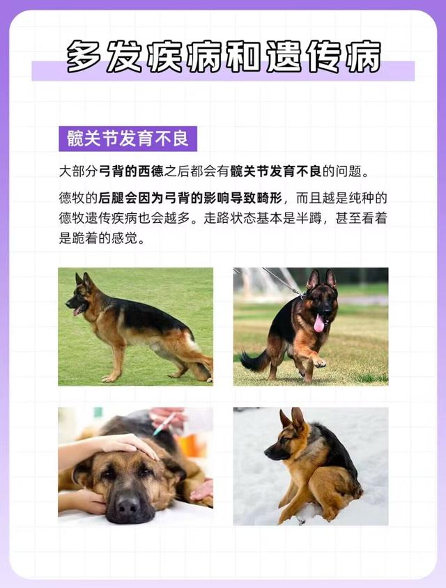 狗狗图鉴——德国牧羊犬（绝对服从的猛狗嘤嘤怪）