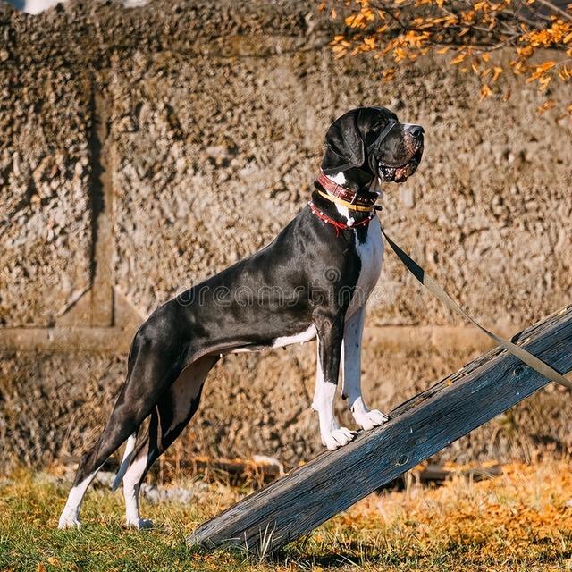 宠物狗系列之大丹犬