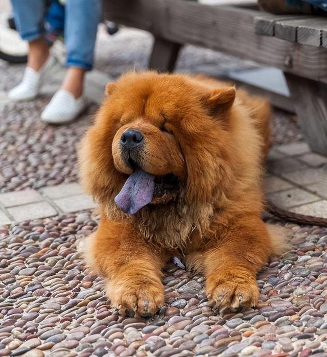 为什么大家都爱养“松狮犬”？这6点好处，看了不选都不行