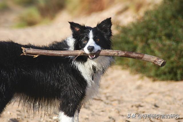 你从来不知道的10个最有趣的边境牧羊犬事实