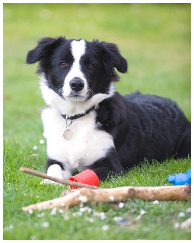 聪明又美丽的边境牧羊犬，为何成为养狗人士的新宠？