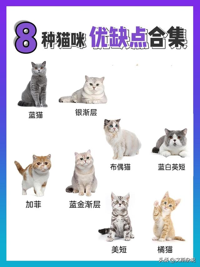 午夜惊喜，布偶猫的温柔拥抱，你抵挡得住吗？