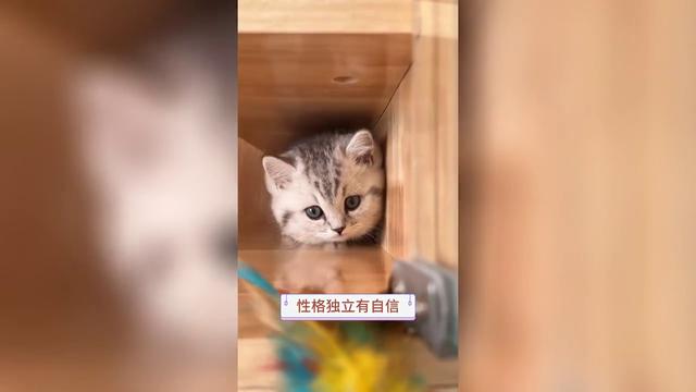 有想养猫咪的吗？带你了解猫咪真实价格。千万别买贵了！