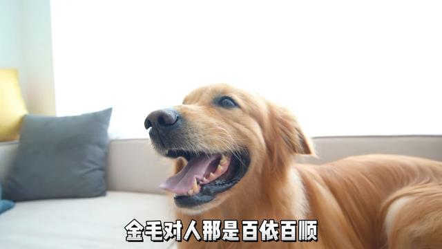 伯恩山犬要是早来几年，暖男的头衔就是他的，根本没金毛的事