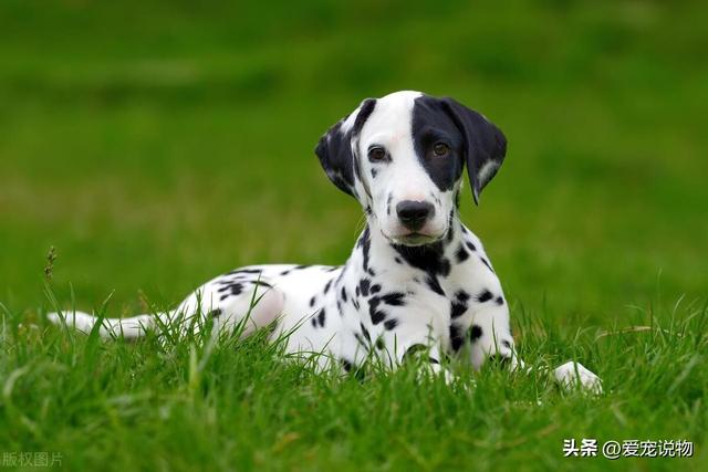 达尔马提亚犬就是斑点狗吗？