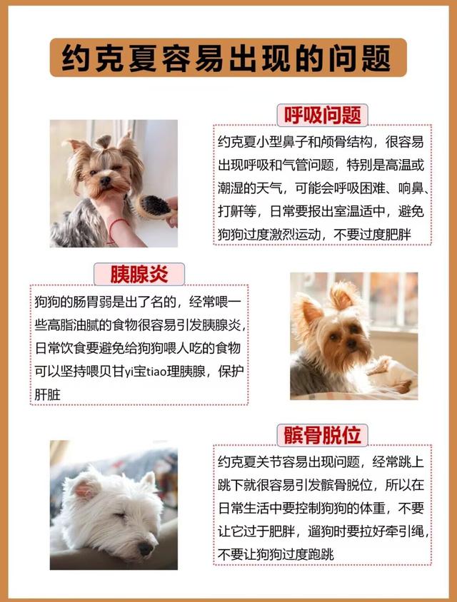 犬种图鉴-约克夏-约克郡梗（仙女狗狗）