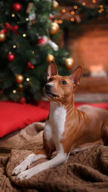 小鹿犬 因形态似鹿，又名鹿犬