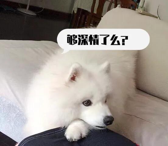 萨摩耶犬：凶猛与怂憨并存，我快乐轻松的养宠生活