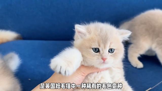 【英短蓝猫价格曝光】