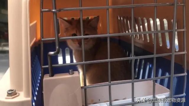 淘宝上买宠物猫安全吗_宠物博主三表哥分享找到靠谱卖家的方法