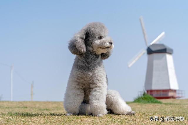 贵宾犬、法国卷毛狗、德国卷毛犬的区别